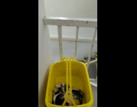 Cat sleep in yellow basket toy store