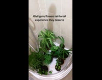 Filmer showers plants and gives rainforest experience