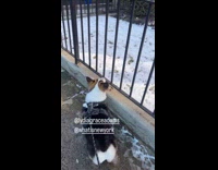 Dog stare bark at hawk on plant