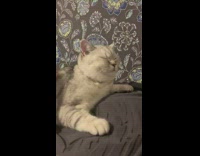 Grey cat closes eyes purrs loudly guy 