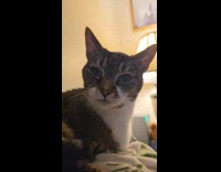 Submitter shows cat keeps sticking tongue out