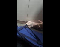 Cat bite play with blue bag strap