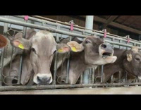 Brown cow yellow tag groans burps noise 