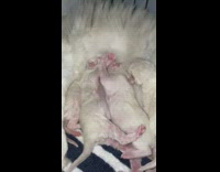 Three white newborn kittens nurse on mom 