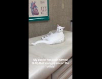 Collab Clips MPUGC - Woman sees emotional support animal at doctors office 