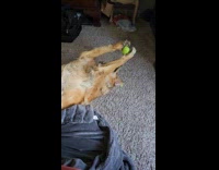 Dog lay on floor bite tennis ball