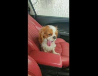 Brown dog scared of car wash girl