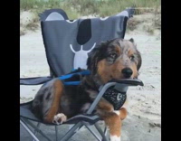 Brown black dog sits on pop up chair on the beach 