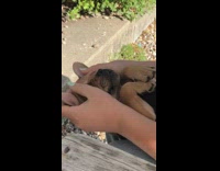 Girl pets brown french bulldog on lap 