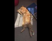 Orange cat rolls around on back 