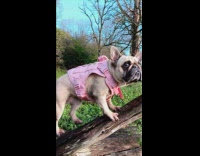 Dog pink vest try to climb log