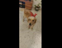 Large brown dog red reindeer ears 