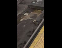 Two rats fight for bread until third rat shows up 
