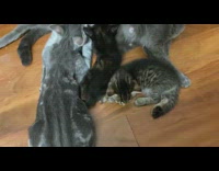 Collab DailyDoseOfInternet - Big grey cat drink from mother cat part 2