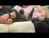 Cat Lays on Parents with Legs Wide Open