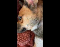 Dog rest on couch upside down position