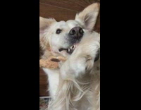 Cute dog plays with toy shows teeth