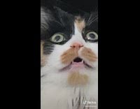 Cat laying on floor frozen with wide eyes and open mouth broken