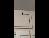 Woman show bat that got inside her apartment