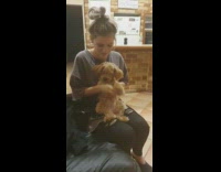 Girl makes brown dog do tiktok dance 