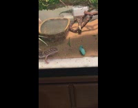 Gecko tries to eat caterpillar bug  