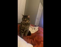 Cat pushes owners hand down after trick