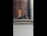 Collab winy - Two pigeons kiss on ledge beside window