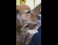 Collab BitchMP - Dog licking woman with bloody nose