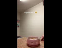 Impatient dog jumps as woman stirs food