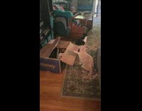 Light cream cat hits box with paw