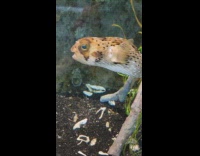 Balloon fish smile at camera aquarium tank