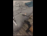 Dog sit on sofa puppies try to climb