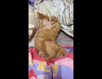 Woman belly rub orange cat on bed