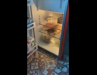 Guy open fridge with pet kitten inside