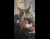 Girl asks to where to find a not needy cat