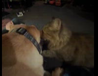 Cat slaps dog multiple times