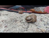 Hermit crab comes out of shell 