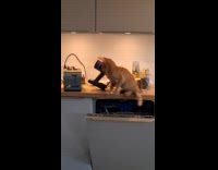 Cat scared of toaster falls on floor
