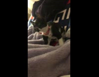 Kitten cat kneads purple blanket pink collar