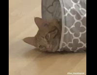 Collab KaleSaladIG - Cat laying inside of tube not moving