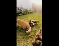 Kittens meow on grass with mom 