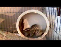 Two chipmunks run wheel fly outside fails