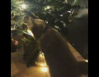 Kitten cat plays with christmas tree 