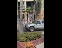 Bikini girl dances with palm tree spakini 