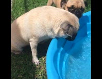 Two pugs fight for blue tub with water