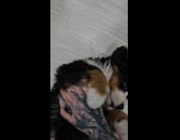 Dog plays with woman enjoys belly rub