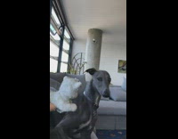 Large grey dog is afraid of small doll 