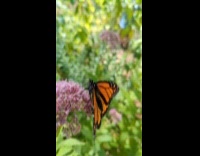 Butterfly with orange wings on the violet flower in slow motion