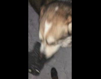 Guy play with pet dog on snow