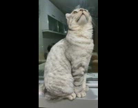 Grey cat short ears sit and yawn